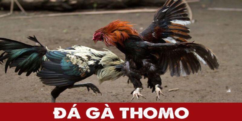 Đá Gà Thomo – Khám Phá Những Trận Đấu Kịch Tính Tại KO66